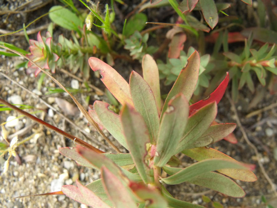 Euforbia maremmana da id - Euphorbia cfr. nicaeensis